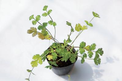 【ガーデニング】初心者でも育てやすく料理に活躍する「ハーブの寄せ植え」（サムネイル画像6）