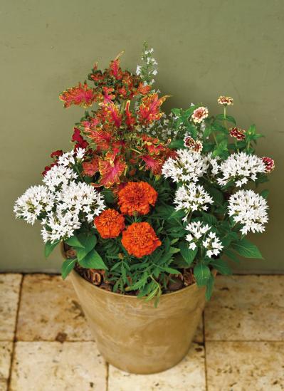 【ガーデニング】初夏から秋まで咲く！ キュートな【ペンタス】の寄せ植え（サムネイル画像5）