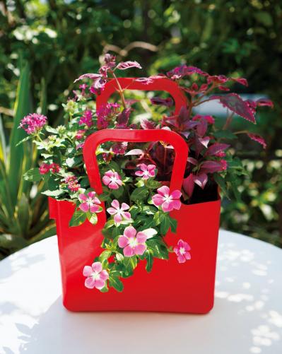 【ガーデニング】多彩な色・形の花が秋まで長く咲く！多年草【ニチニチソウ】の寄せ植え（サムネイル画像5）