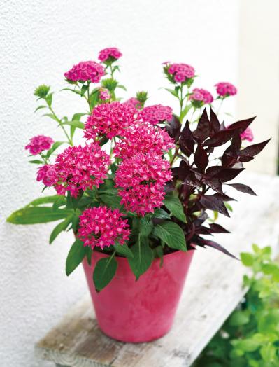 【ガーデニング】初夏から秋まで咲く！ キュートな【ペンタス】の寄せ植え（サムネイル画像7）