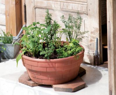 【ガーデニング】初心者でも育てやすく料理に活躍する「ハーブの寄せ植え」