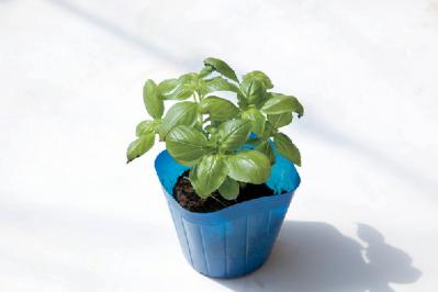 【ガーデニング】初心者でも育てやすく料理に活躍する「ハーブの寄せ植え」（サムネイル画像7）