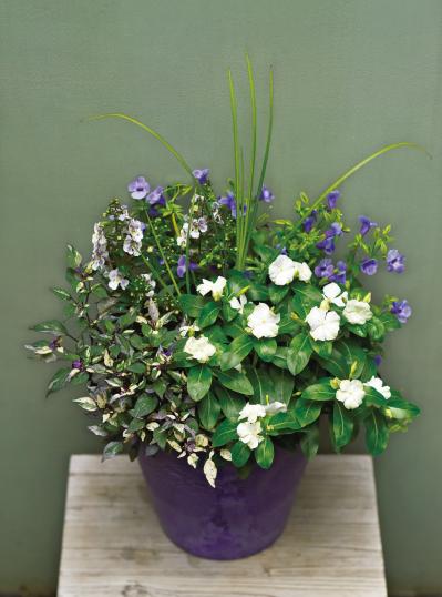 【ガーデニング】多彩な色・形の花が秋まで長く咲く！多年草【ニチニチソウ】の寄せ植え（サムネイル画像3）