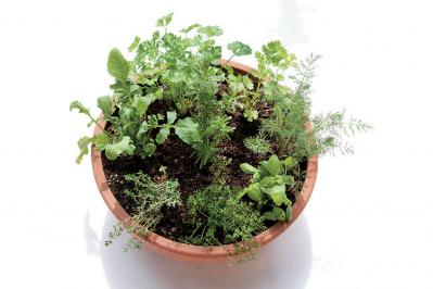 【ガーデニング】初心者でも育てやすく料理に活躍する「ハーブの寄せ植え」（サムネイル画像3）