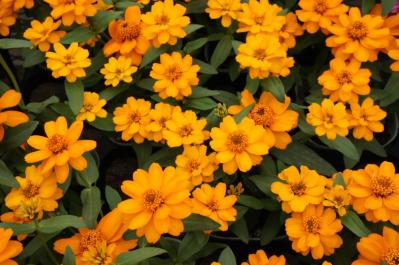 【ガーデニング】秋まで繰り返し咲くのが魅力！ 初心者でも育てやすい【ジニアの寄せ植え】（サムネイル画像2）