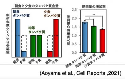 スーパーにお米がない！そんな時は【パンで朝食】和食派もダイエット中の人も納得のレシピ4選（サムネイル画像2）