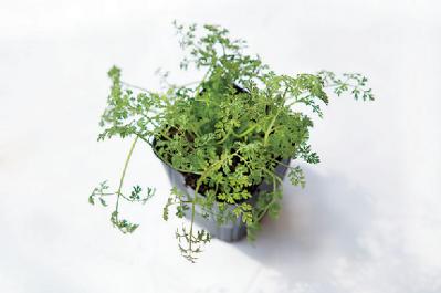 【ガーデニング】初心者でも育てやすく料理に活躍する「ハーブの寄せ植え」（サムネイル画像9）