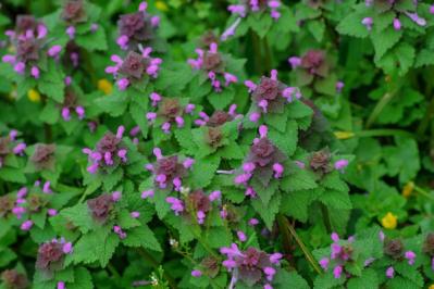 【ガーデニング】手間いらず！多年草のリーフプランツで初夏の庭を涼やかに飾る。花が少なくても大丈夫！（サムネイル画像15）