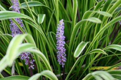 【ガーデニング】手間いらず！多年草のリーフプランツで初夏の庭を涼やかに飾る。花が少なくても大丈夫！（サムネイル画像17）