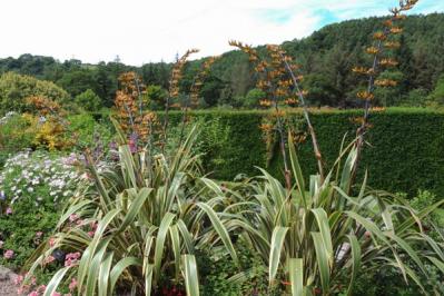【ガーデニング】手間いらず！多年草のリーフプランツで初夏の庭を涼やかに飾る。花が少なくても大丈夫！（サムネイル画像8）