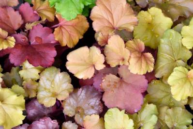 【ガーデニング】手間いらず！多年草のリーフプランツで初夏の庭を涼やかに飾る。花が少なくても大丈夫！（サムネイル画像12）