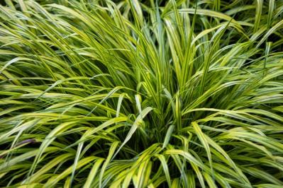 【ガーデニング】手間いらず！多年草のリーフプランツで初夏の庭を涼やかに飾る。花が少なくても大丈夫！（サムネイル画像13）