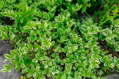 【ガーデニング】手間いらず！多年草のリーフプランツで初夏の庭を涼やかに飾る。花が少なくても大丈夫！（サムネイル画像10）