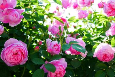 【ガーデニング】初心者でもうまくいく、バラの色の選び方とは？赤バラと黄バラを組み合わせる注意点（サムネイル画像3）