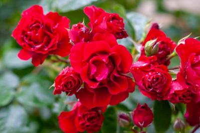 【ガーデニング】初心者でもうまくいく、バラの色の選び方とは？赤バラと黄バラを組み合わせる注意点（サムネイル画像8）