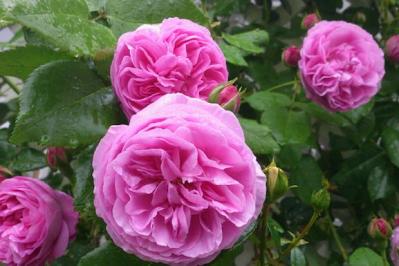 【ガーデニング】初心者でもうまくいく、バラの色の選び方とは？赤バラと黄バラを組み合わせる注意点（サムネイル画像2）