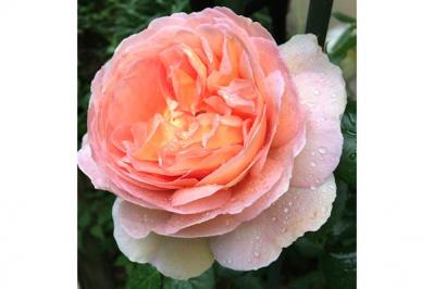 【ガーデニング】初心者でもうまくいく、バラの色の選び方とは？赤バラと黄バラを組み合わせる注意点（サムネイル画像7）