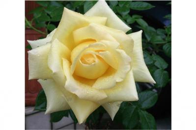 【ガーデニング】初心者でもうまくいく、バラの色の選び方とは？赤バラと黄バラを組み合わせる注意点（サムネイル画像5）