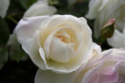 【ガーデニング】初心者でもうまくいく、バラの色の選び方とは？赤バラと黄バラを組み合わせる注意点（サムネイル画像4）