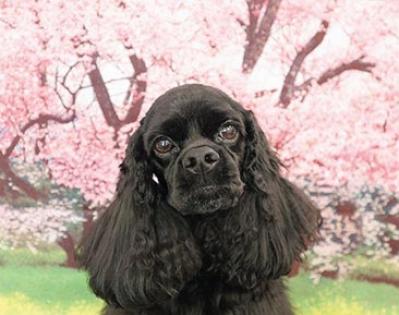 勤続40年のまおさんの「私らしい働き方」。「早期退職も考えた過去。テレワークのおかげで続けられそうです」（サムネイル画像2）