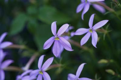 青い花　イソトマ　ローレンティア（サムネイル画像）