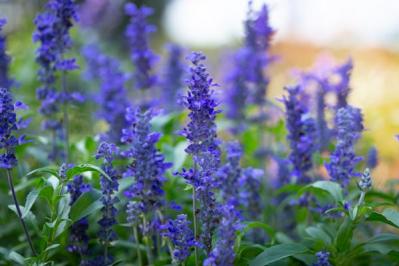 青い花　ブルーサルビア（サムネイル画像）