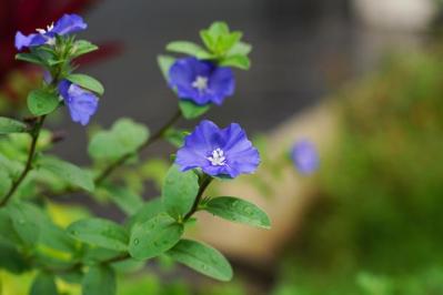 青い花　エボルブルス　アメリカンブルー（サムネイル画像）