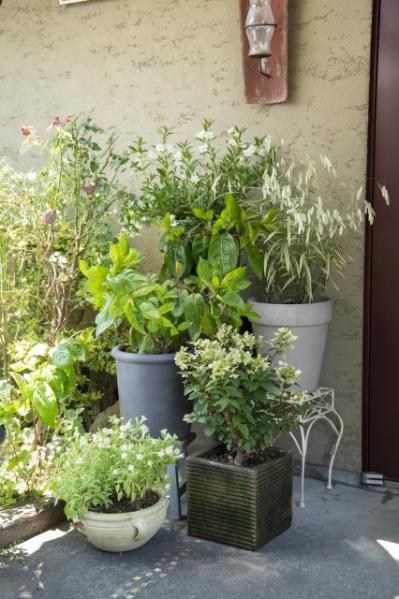 【ガーデニング】鉢植えを並べて置くだけ！夏のエントランスを格上げするコツ（サムネイル画像5）