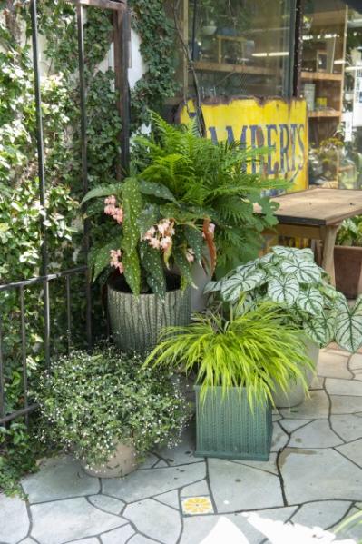 【ガーデニング】鉢植えを並べて置くだけ！夏のエントランスを格上げするコツ（サムネイル画像3）