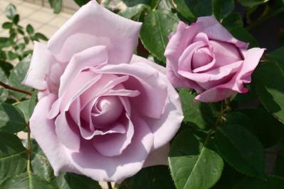 【ガーデニング】個性派ぞろいの花色のバラ［4選］ストライプやブルーのお宝ローズとは？（サムネイル画像4）