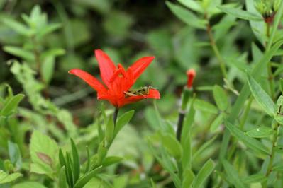 ヒメユリ（サムネイル画像）