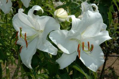 カサブランカ（サムネイル画像）