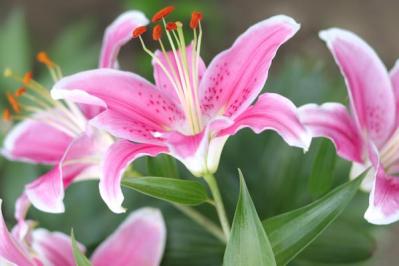 スターゲイザー（サムネイル画像）