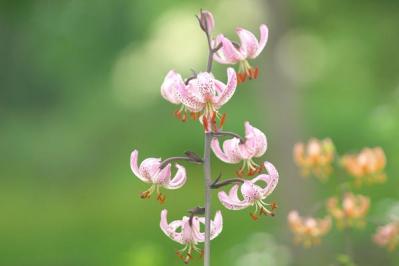 マルタゴンリリー（サムネイル画像）