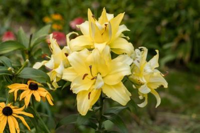 八重咲き　ユリ（サムネイル画像）