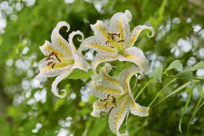 ヤマユリ（サムネイル画像）