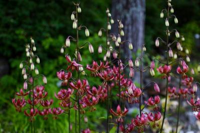 マルタゴンリリー（サムネイル画像）