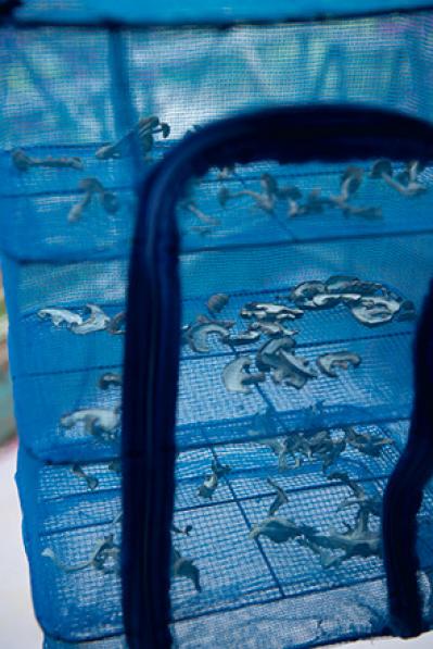 【食品の保存法】干して乾燥させるのがおすすめの野菜5選（サムネイル画像2）