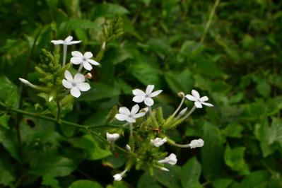 【初夏のガーデニング】憧れのホワイトガーデン。白い花10選で梅雨時期をさわやかに過ごす（サムネイル画像11）