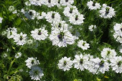 【初夏のガーデニング】憧れのホワイトガーデン。白い花10選で梅雨時期をさわやかに過ごす（サムネイル画像13）