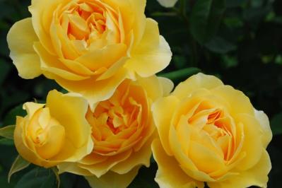 【ガーデニング】6月のバラのお手入れ。花がら切りと肥料、枝の正しい切り方とは？（サムネイル画像3）