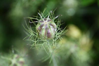 【初夏のガーデニング】憧れのホワイトガーデン。白い花10選で梅雨時期をさわやかに過ごす（サムネイル画像14）