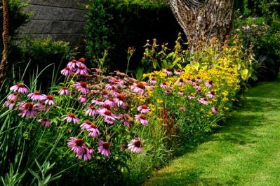 【ガーデニング】植えっぱなしで毎年楽しめる丈夫な［多年草10選］初夏をカラフルに彩る！（サムネイル画像2）