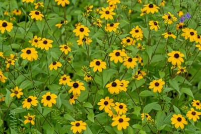 【ガーデニング】植えっぱなしで毎年楽しめる丈夫な［多年草10選］初夏をカラフルに彩る！（サムネイル画像3）