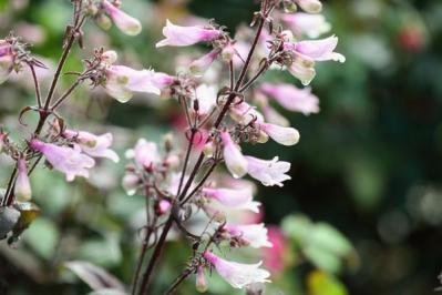 【ガーデニング】植えっぱなしで毎年楽しめる丈夫な［多年草10選］初夏をカラフルに彩る！（サムネイル画像8）