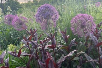 【ガーデニング】植えっぱなしで毎年楽しめる丈夫な［多年草10選］初夏をカラフルに彩る！（サムネイル画像9）