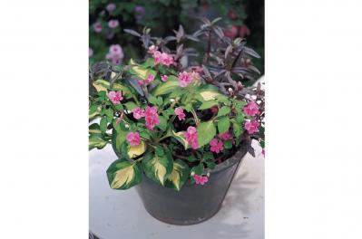 【ガーデニング】半日陰でもOK！ 晩秋まで華やかに咲く【インパチエンスの寄せ植え】