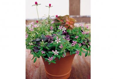 【ガーデニング】暑さと乾燥に強く、夏におすすめの多年草【ニチニチソウの寄せ植え】