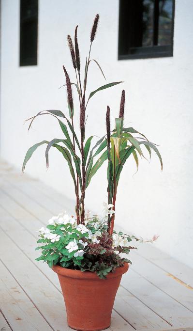 【ガーデニング】暑さと乾燥に強く、夏におすすめの多年草【ニチニチソウの寄せ植え】（サムネイル画像4）