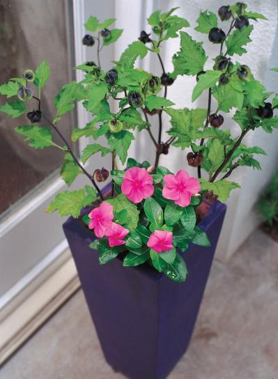 【ガーデニング】暑さに強く秋まで元気に育つ【ニチニチソウと実もの】の寄せ植え（サムネイル画像4）